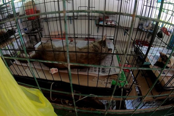 afiyah-vet-neutering (3)