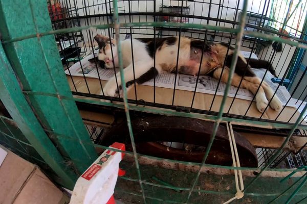 afiyah-vet-neutering (4)